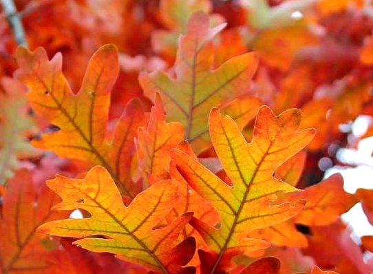 dab fastigiata - odmiana o zmieniajacych kolor lisciach jesienia